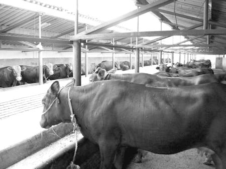 產(chǎn)業(yè)發(fā)展看平?jīng)觥捌經(jīng)黾t?！眽?nèi)開(kāi)花墻外紅