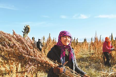藜麥香飄新家園——天?？h易地扶貧搬遷工作掠影