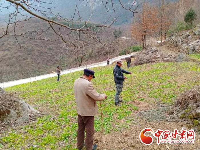 【甘肅全民戰(zhàn)“疫”】戰(zhàn)“疫”中，隴南稻坪的春天