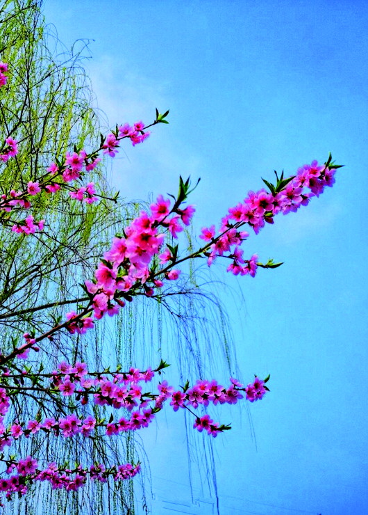 銅城桃花嫵媚綻放！君莫宅家辜負春光美景