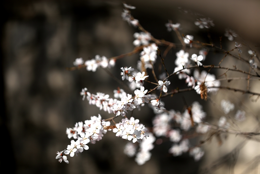 海報(bào)|花開隴原，甘肅這些景區(qū)正在復(fù)蘇！