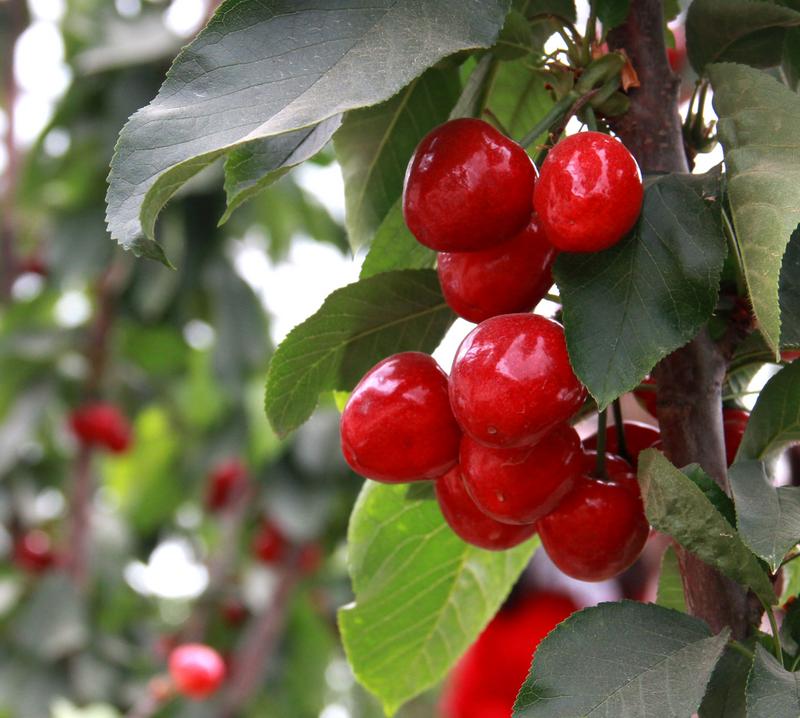 趕緊約起來！民勤紅旗谷櫻桃采摘園開園啦！