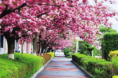 【印象隴原】去兩當(dāng)，與櫻花赴約