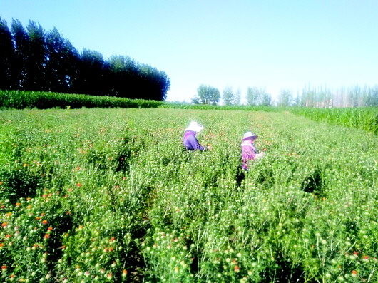 打造經(jīng)濟(jì)發(fā)展新引擎——平川區(qū)以項目建設(shè)引領(lǐng)城市高質(zhì)量發(fā)展