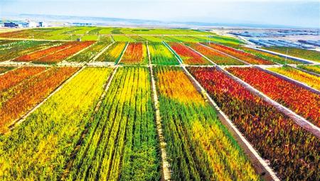 拉開(kāi)架勢(shì)興產(chǎn)業(yè)——武威天?？h發(fā)展特色農(nóng)業(yè)綜述