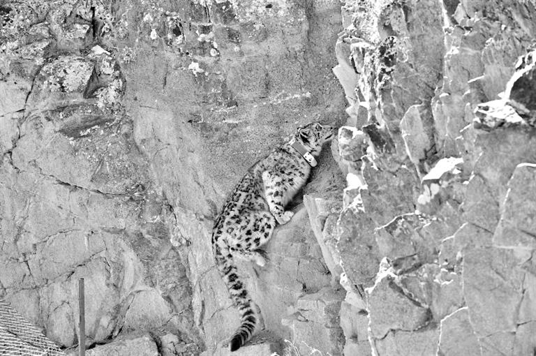 首例！肅北鹽池灣保護(hù)區(qū)一只雪豹被戴上定位項(xiàng)圈