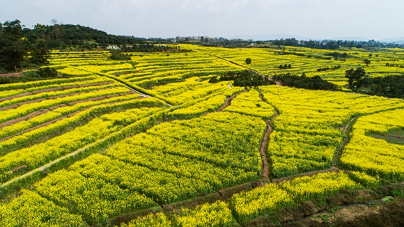 千余畝油菜花盛開。廖濤 攝