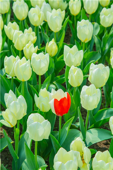 花叢中，別具一格。羅云希 攝