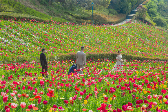 花海間，拍上一組美美的婚紗照。羅云希 攝