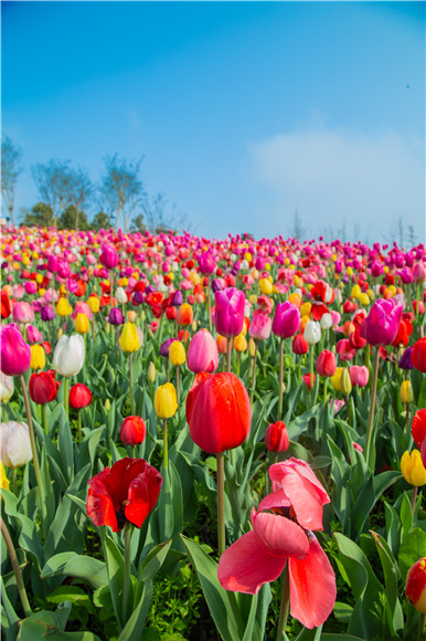 花的海洋。羅云希 攝