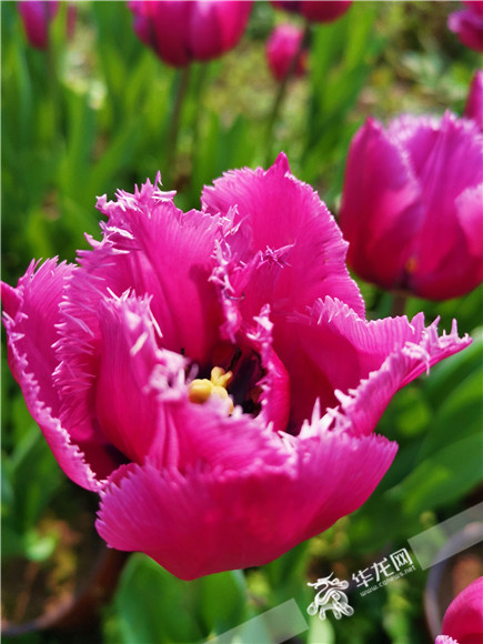 特色郁金香品種，花邊呈鋸齒狀。華龍網(wǎng)—新重慶客戶端記者 舒婷 攝