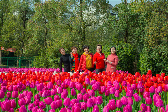 游客在郁金香花海里拍照打卡。羅云希 攝