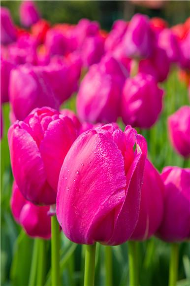 郁金香嬌艷欲滴。羅云希 攝