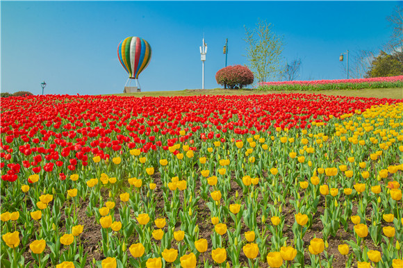 長壽湖郁金香開得正好。羅云希 攝