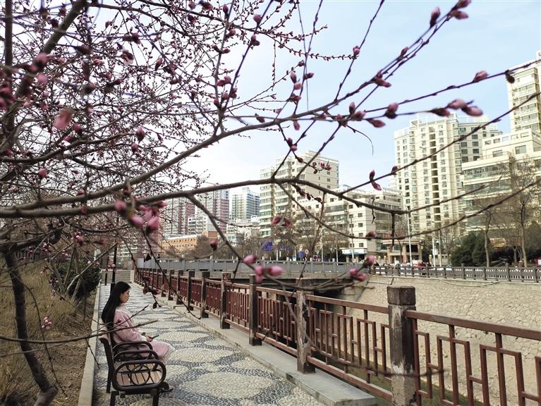 蘭州“第一朵花”開了！