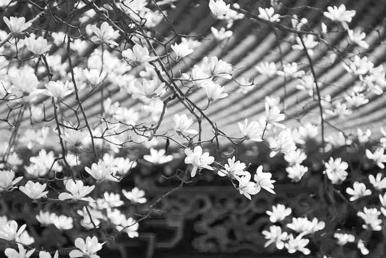 天水雙玉蘭堂，吟杜甫詩 煎泉水茶 賞白石書法