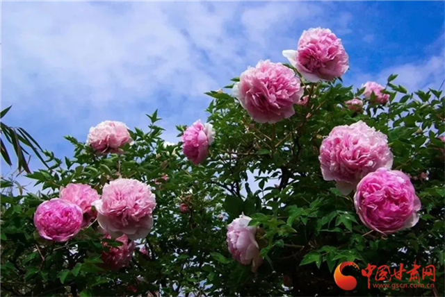 【五一游甘肅】暢游“臨洮縣紫斑牡丹文化旅游節(jié)”，這份攻略請收下！