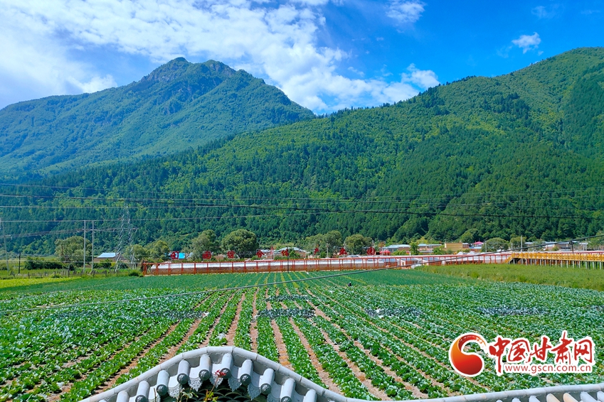 【隴拍客】迭部更古村：無(wú)公害蔬菜喜獲豐收