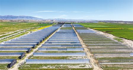 武威天?？h松山鎮(zhèn)德吉新村秀珍菇科技產(chǎn)業(yè)園初具規(guī)模