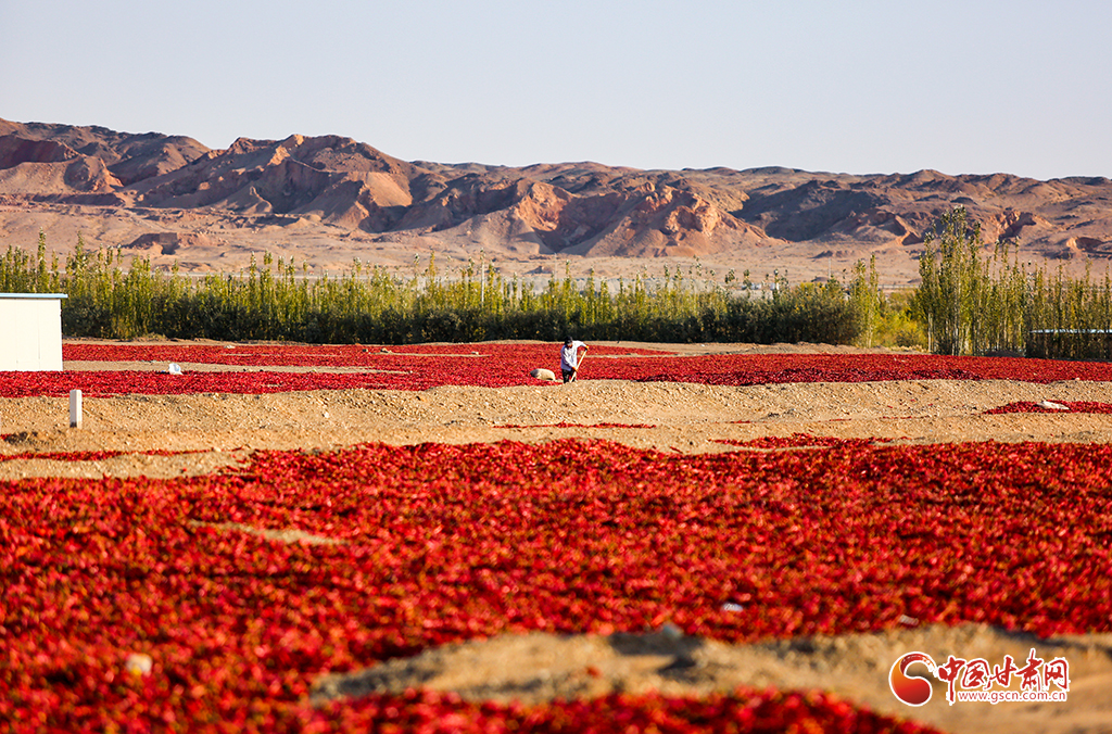 【甘肅省“100系列”獻(xiàn)禮建黨百年】物華天寶潤(rùn)隴原·甘肅酒泉：4萬(wàn)畝辣椒“紅紅火火”映紅農(nóng)民幸福新生活