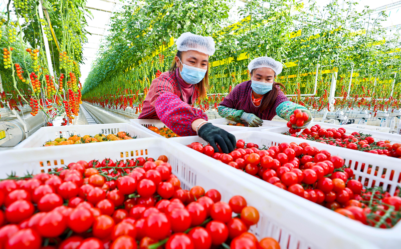 【隴拍客】甘肅張掖：隆冬時(shí)節(jié)戈壁農(nóng)業(yè)果菜飄香