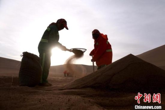 圖為“駱駝保姆”用土方法清理駝糞。　張曉亮 攝
