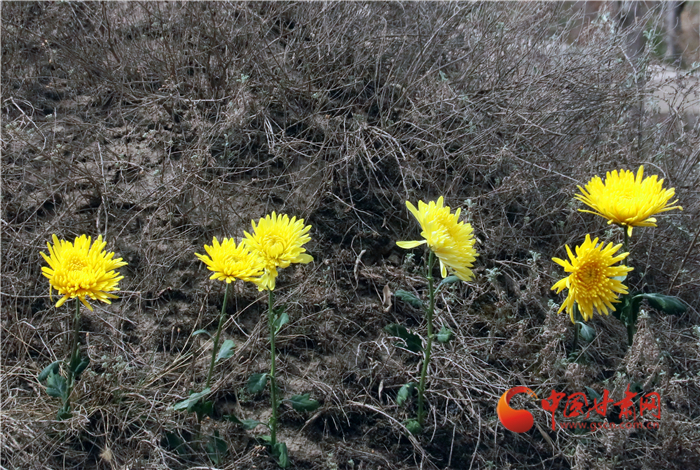 蘭州市發(fā)布清明文明祭祀倡議 今年城區(qū)不設集中祭祀點