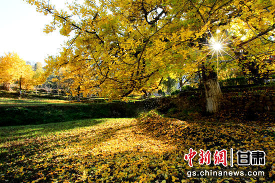 隴南徽縣銀杏樹最美的時候，當(dāng)屬每年的10月至11月。圖為樹葉已染黃的銀杏樹。張承榮 攝