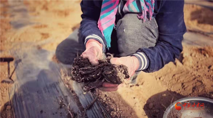 【隴拍客】好消息！榆中縣馬坡鄉(xiāng)在高海拔的馬銜山山麓種植1500畝當(dāng)歸