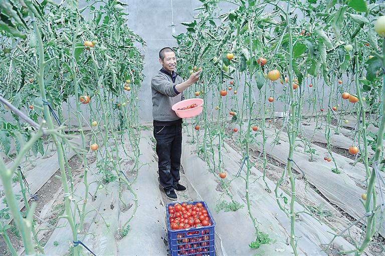 臨夏縣尹集、刁祁鎮(zhèn)易地扶貧搬遷后續(xù)產(chǎn)業(yè)園有日光溫室534座