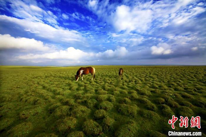 圖為甘肅甘南藏族自治州草原風(fēng)光。(資料圖) 艾慶龍 　攝
