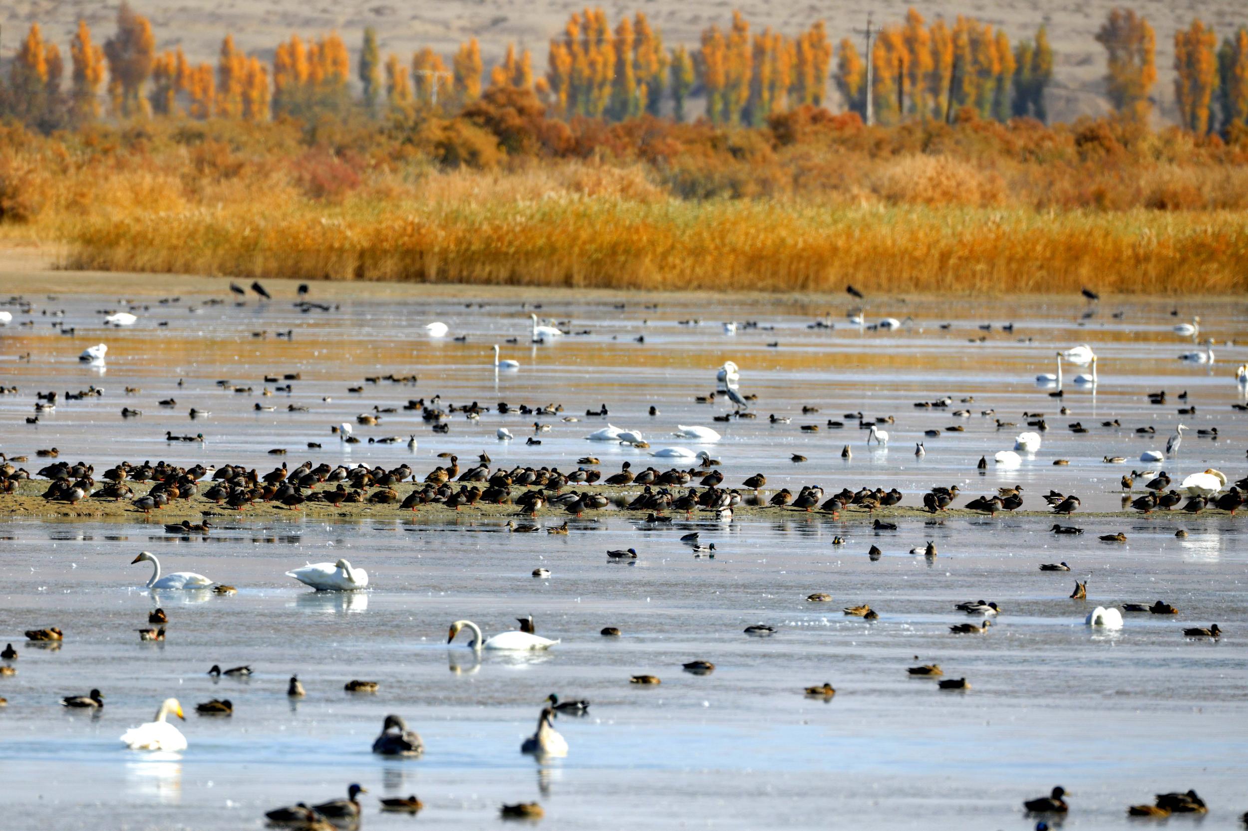 天鵝飛抵高臺(tái)縣黑河濕地嬉戲覓食、棲息越冬。尹昭霞攝