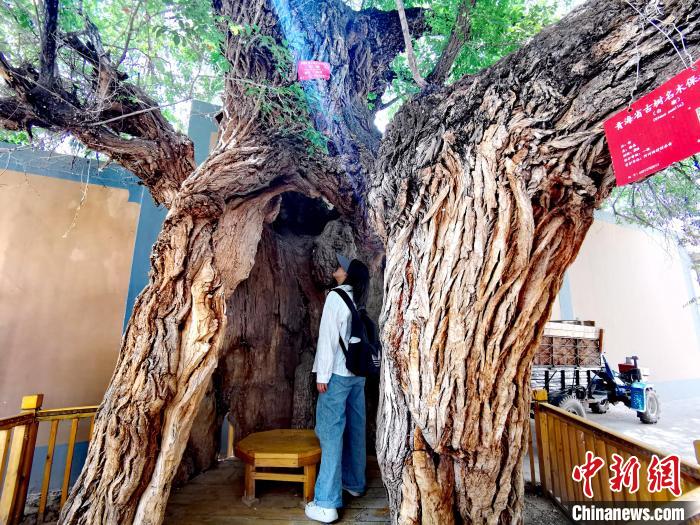 青海海東市阿河灘地質(zhì)文化村：古樹新枝、丹山碧水