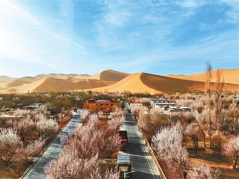 近日，敦煌鳴沙山下的李廣杏杏花陸續(xù)開放，美如畫卷。新甘肅·甘肅日報通訊員　張曉亮