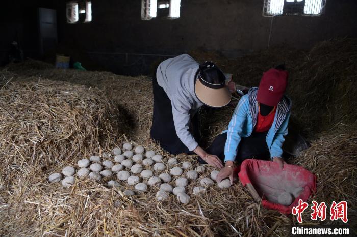 酒曲成型之后入曲房，入室之前要灑水，再鋪青稞草，防止曲塊的水分被吸走，曲房內(nèi)有通風道、窗戶、暖氣、電熱爐等各種控制曲房溫度的設備。圖為5月10日，工作人員將成型的曲塊搬運到曲房。九美旦增　攝