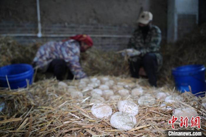 酒曲從曲坯入房培養(yǎng)到培養(yǎng)結(jié)束，整個培養(yǎng)周期控制在4至8天，曲坯的要求光滑，軟硬適宜，手按曲坯不松散，結(jié)實，薄厚一致。圖為5月10日，工作人員準備將培養(yǎng)好的曲坯拿到外面晾曬。九美旦增　攝