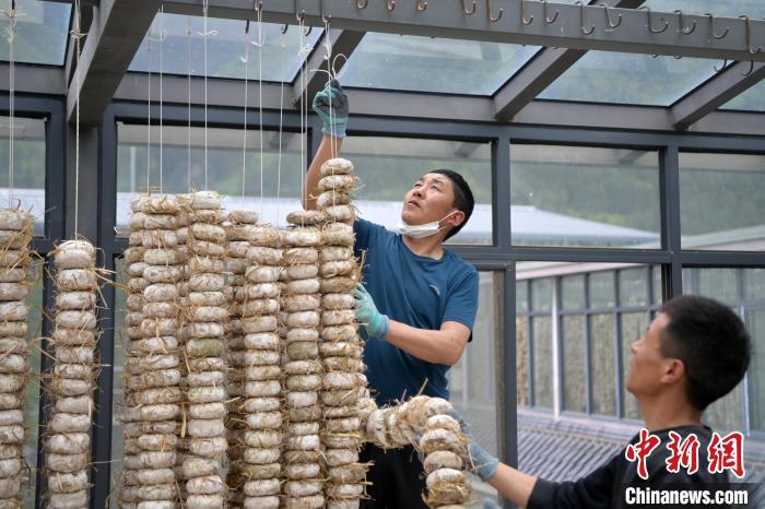 圖為5月10日，工作人員將用青稞面和青稞草等制成的曲坯用繩子串起來晾曬。九美旦增　攝