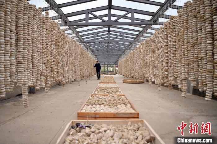 圖為5月10日，工作人員檢查晾曬的曲胚。九美旦增　攝