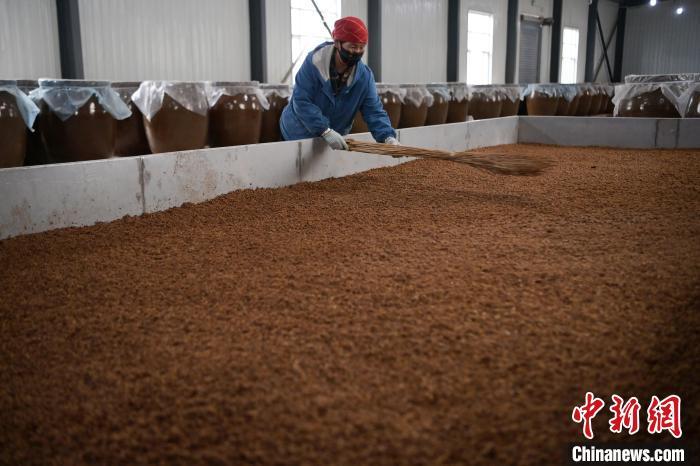 圖為5月10日，工作人員整理鋪撒的酒醅。九美旦增　攝