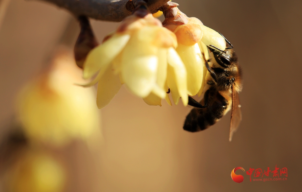 永靖：臘梅盛開(kāi) 傳遞春的氣息