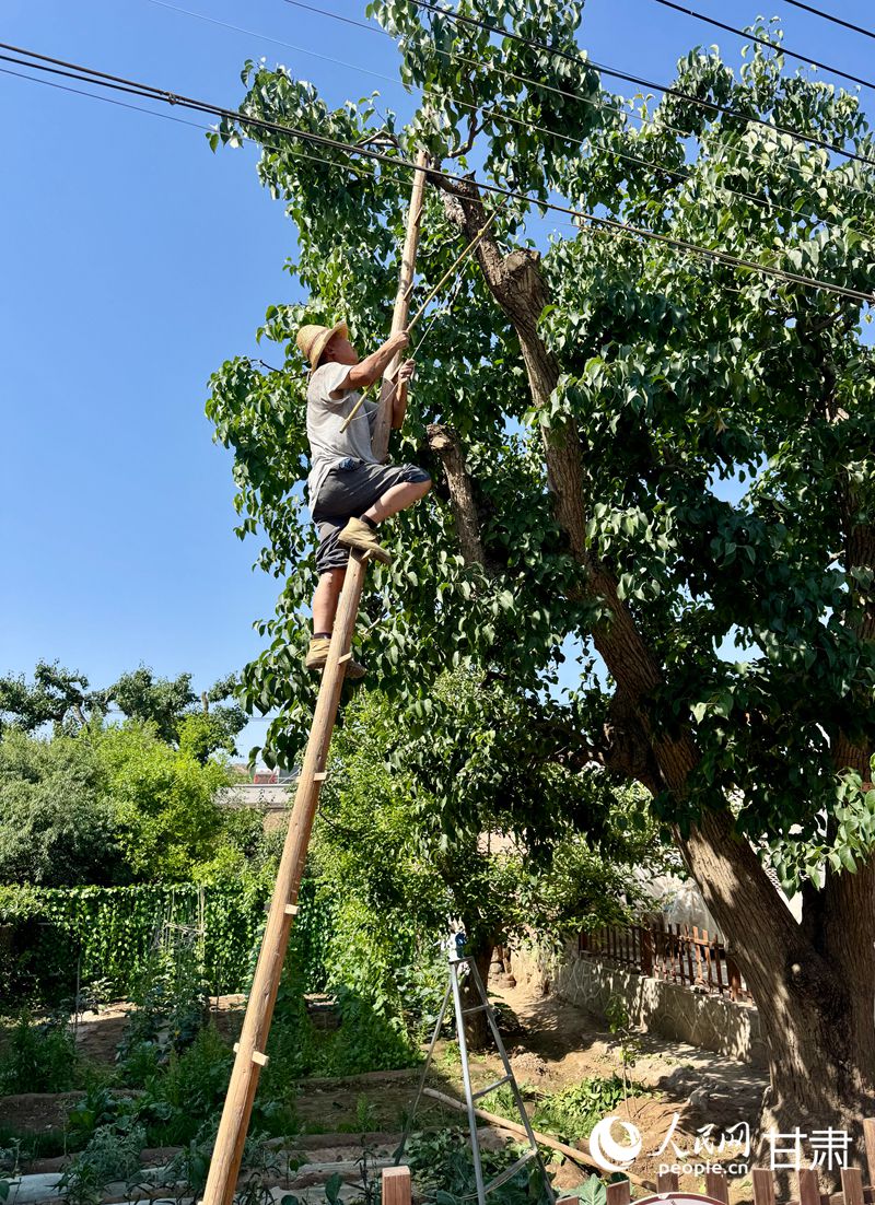 什川古梨園果農(nóng)魏至玉正踩著蜈蚣梯修剪自家的百年梨樹。人民網(wǎng)記者 焦隆攝
