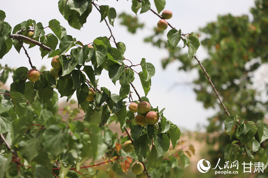 蘭溝村百畝杏林的杏子即將成熟。人民網(wǎng)記者 焦隆攝