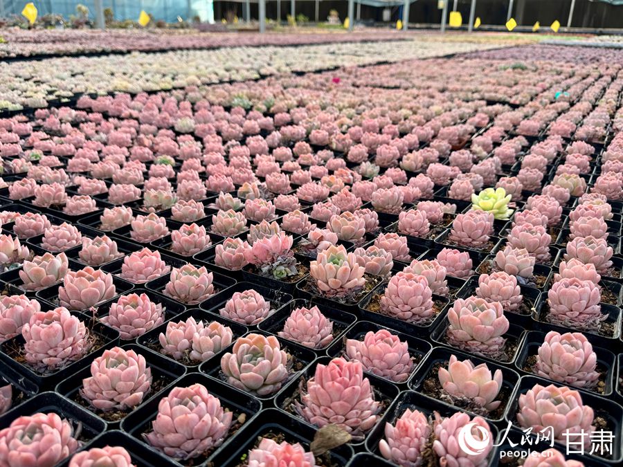 蘭州鑫源現(xiàn)代農(nóng)業(yè)休閑觀光旅游景區(qū)多肉大棚。人民網(wǎng)記者 焦隆攝