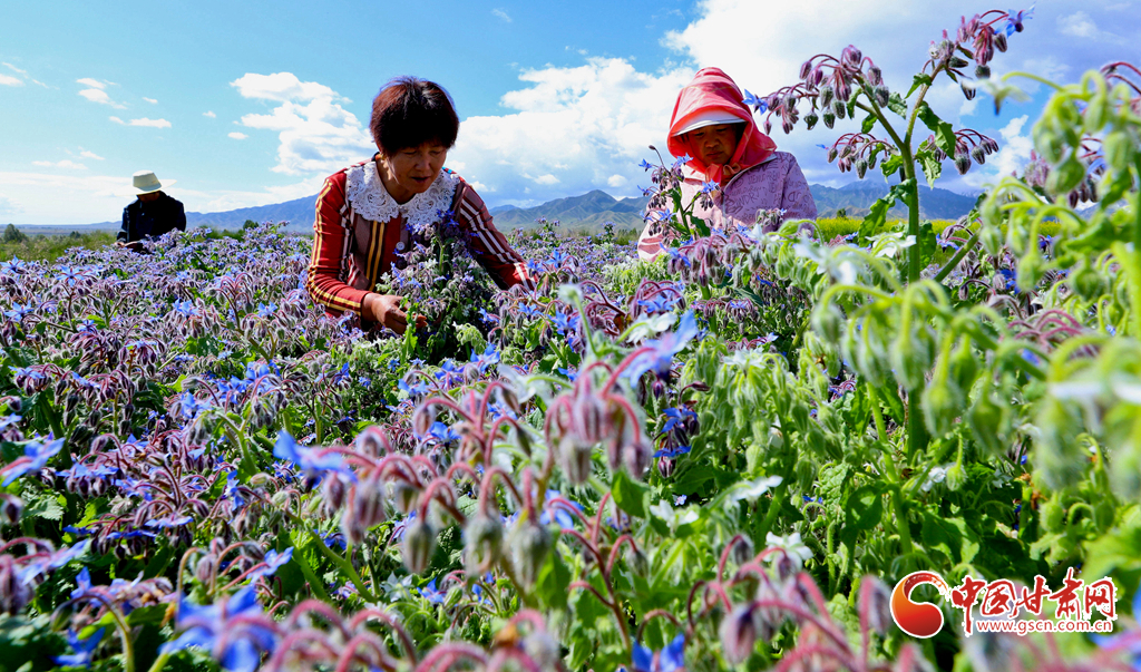 高臺(tái):“小制種”繁花似錦