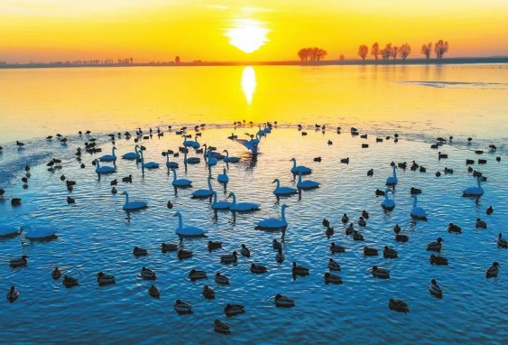 金塔：候鳥(niǎo)翔集生態(tài)美